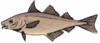 Clip Art Haddock Image